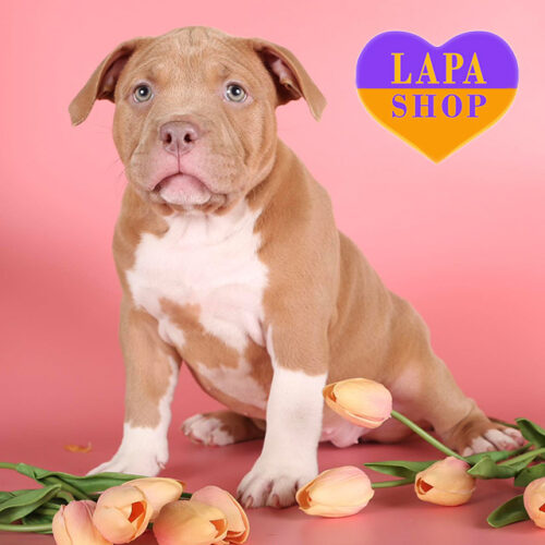 Bruna — Red Girl of the American Bully Breed