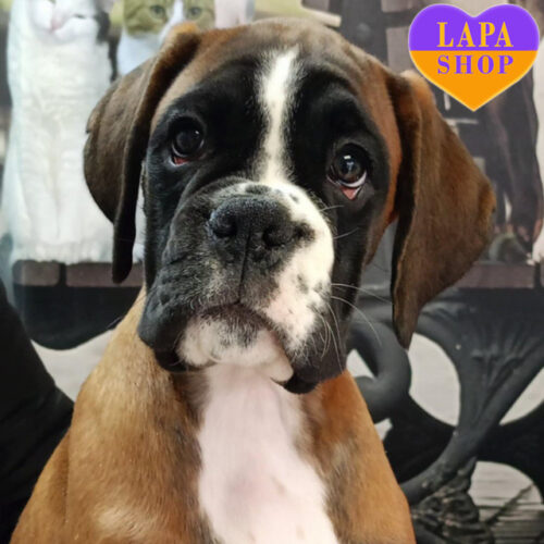 Brusnika — мила дівчинка породи німецький боксер