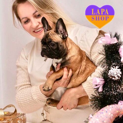 Милая девочка породы французский бульдог Brytaniia