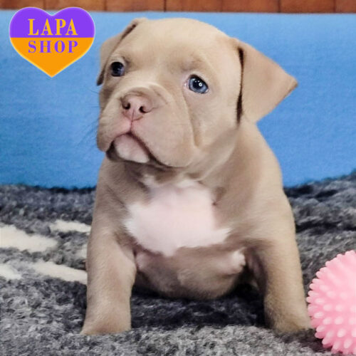 Милая девочка породы американский булли ждет свою семью