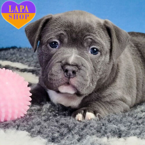 Красавица породы американский булли голубой окраски