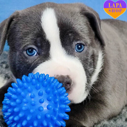 Очаровательный мальчик породы американский булли ждет свою семью