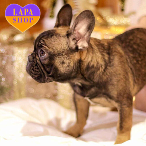 Грациозный мальчик французский бульдог Butsefal покорит ваши сердца