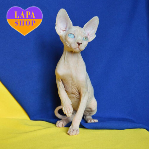 Cake – очаровательный мальчик породы канадский сфинкс