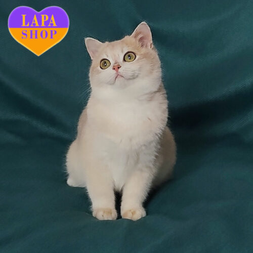 Capucho — очаровательный британский красавец золотой окраски