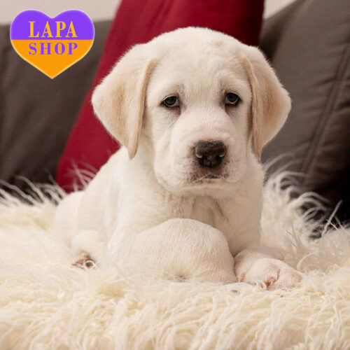 White Handsome Boy of Central Asian Shepherd (Alabai) Breed