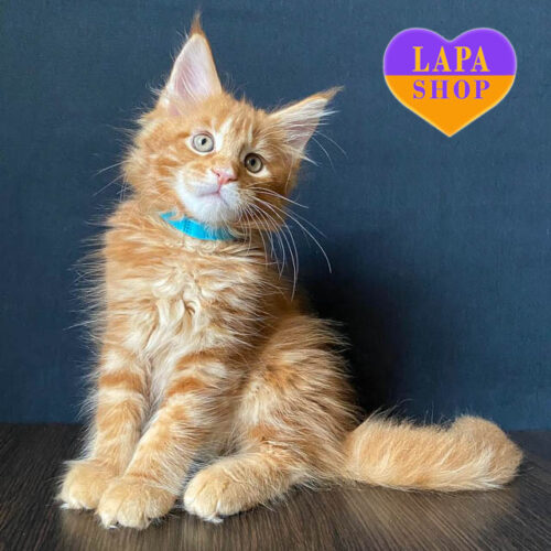 Charles — настоящий джентельмен породы мэйн-кун ждет своей семьи