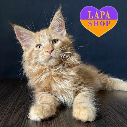 Chester is a Lovely Maine Coon Cat Awaiting His Forever Family