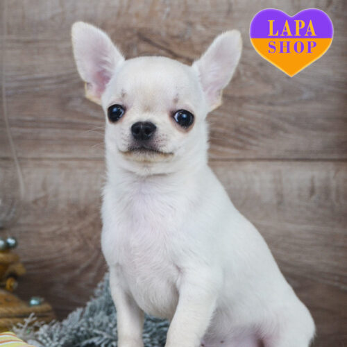 Кремовый короткошерстный красавец породы чихуахуа