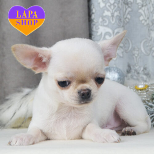 Милый короткошерстный мальчик породы чихуахуа кремовой окраски