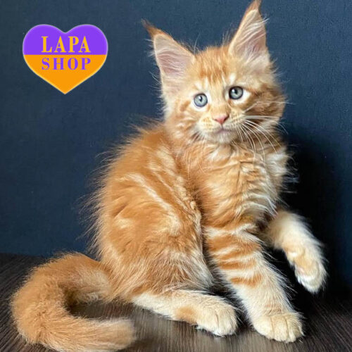 Christian – красивый мальчик породы мейн-кун