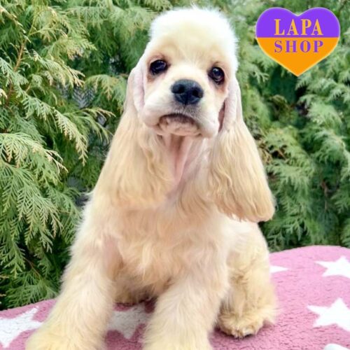 Клайд — волшебный красавец породы американский кокер спаниель