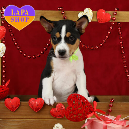 Codjo – милый мальчик породы басенджи триколорной окраски