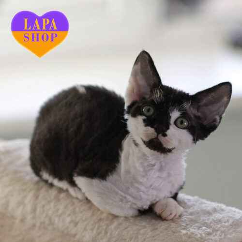 Conor – очаровательный мальчик породы девон-рекс