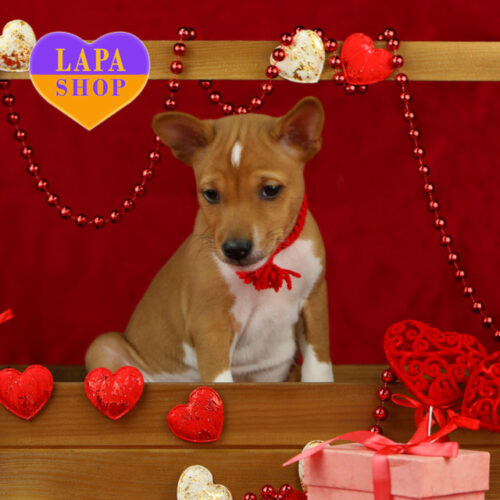 Рыже-белый мальчик породы басенджи Cooper