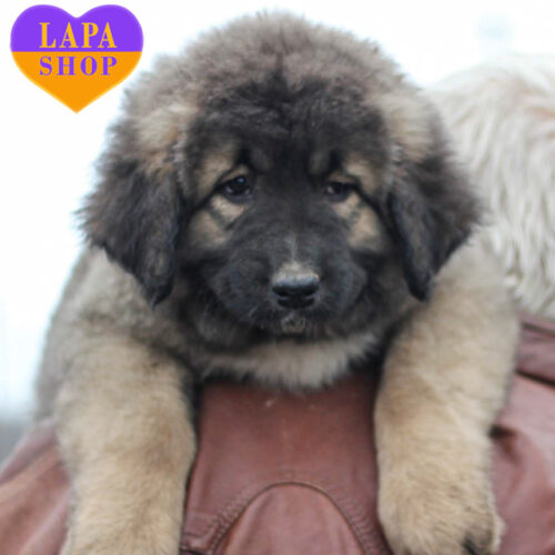 Циклон – величественный мальчик породы кавказская овчарка серой окраски