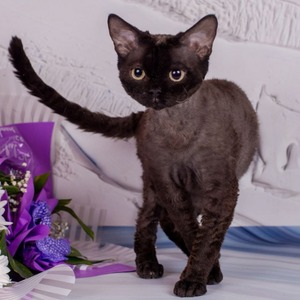 Irvin – милый мальчик породы девон-рекс черной окраски dad 8