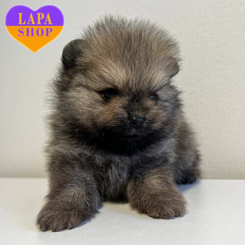 Darley — Handsome Boy of Pomeranian Spitz Breed