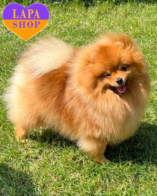 померанський шпіц забарвлення крем соболь