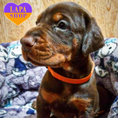 Мила дівчинка породи доберман коричневого забарвлення