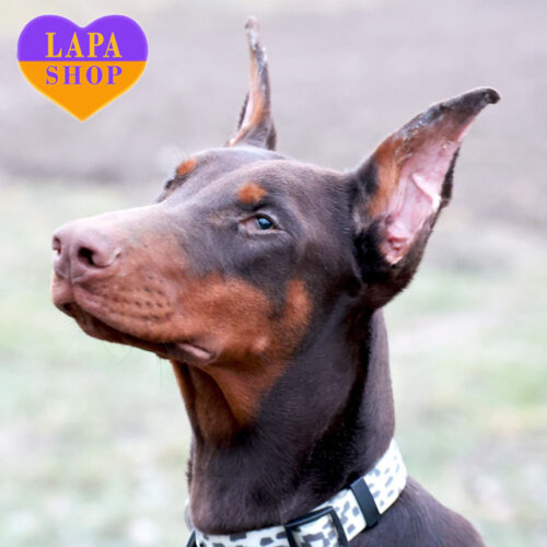 Грационная девочка породы доберман ждет своей семьи