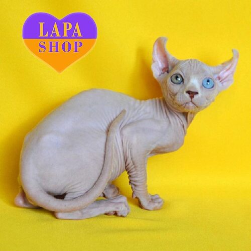 Diamond — очаровательный котенок породы эльф с роскошными разноцветными глазками