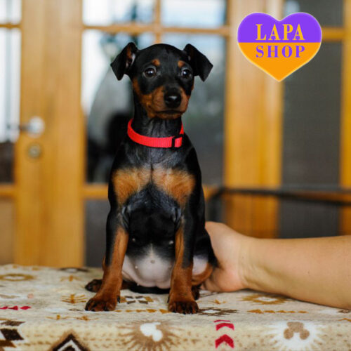 Charming Black Emily of Miniature Pinscher Breed
