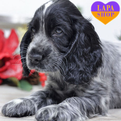 Милая девочка породы английский кокер-спаниель