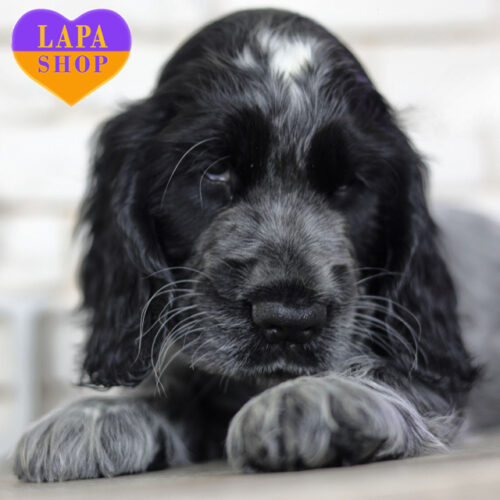 Красивая девочка английский кокер-спаниель ждет своей семьи