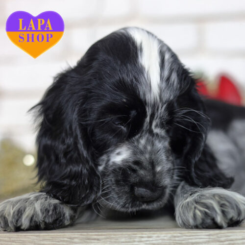 Красавица английский кокер-спаниель ждет своей семьи