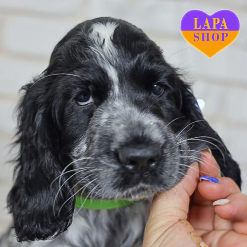 Грациозная леди породы английский кокер-спаниель