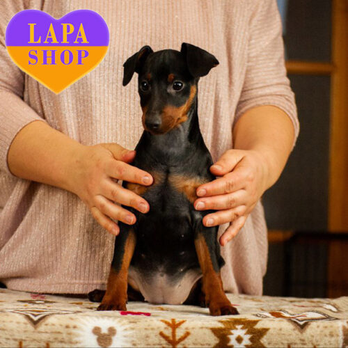 Elegant Black Evelyn of Miniature Pinscher Breed