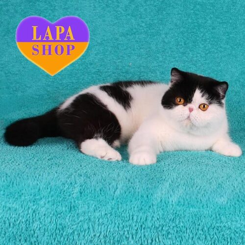 Плуто — очень ласковый и позитивный котик породы экзот в роскошной плюшевой шубке