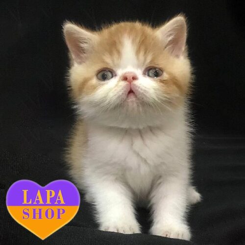 Очаровательный котенок породы экзот Villi