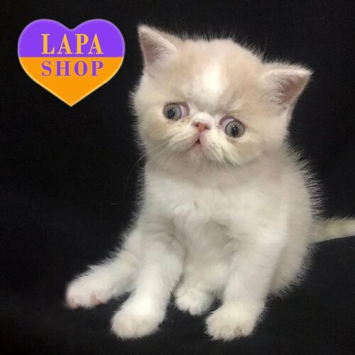 Charming Exotic Kitten in a Cream White Fur Coat Viniomin