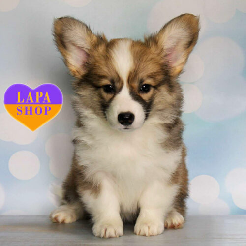 Очаровательная девочка породы вельш корги пемброк Fani рыже-белой окраски