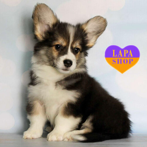 Триколорная девочка породы вельш корги пемброк Fibi Black Pearl