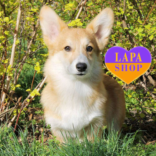 Рыже-белый мальчик породы вельш корги пемброк Flint