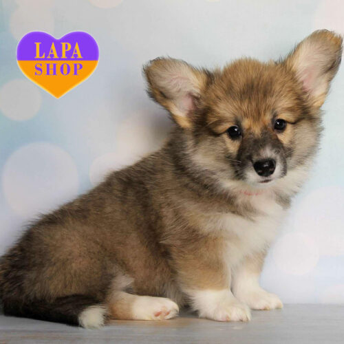 Рыже-белая леди породы вельш корги пемброк Flora