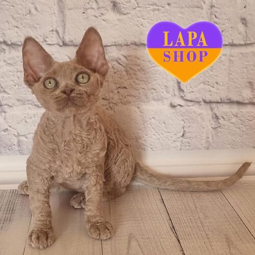 Fox is a Charming Devon Rex Cat