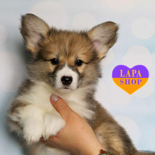 Настоящая рыже-белая красавица породы вельш корги пемброк Freya