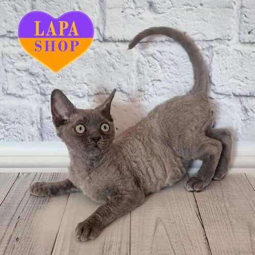 Frezy is a True Devon Rex Beauty