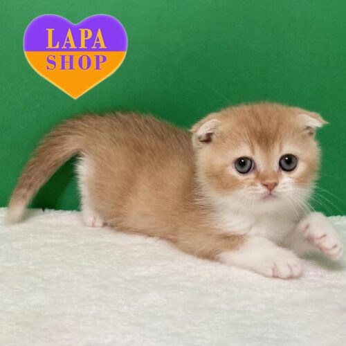 Ласковый и контактный вислоухий шотландский котенок Iris