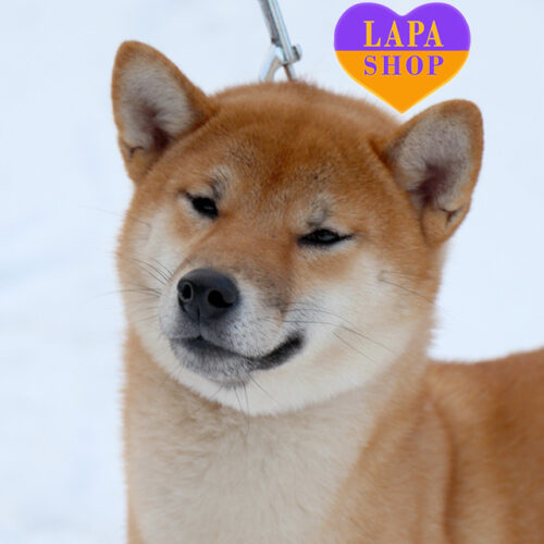 Gekko, a charming Shiba Inu dog, is waiting for a family