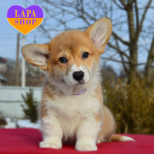 Glintvein — True Gentleman of the Pembroke Welsh Corgi Breed