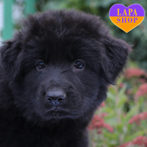 Graf — елегантний хлопчик породи німецька вівчарка чорного забарвлення