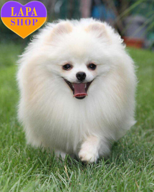 креммовий померанський шпіц