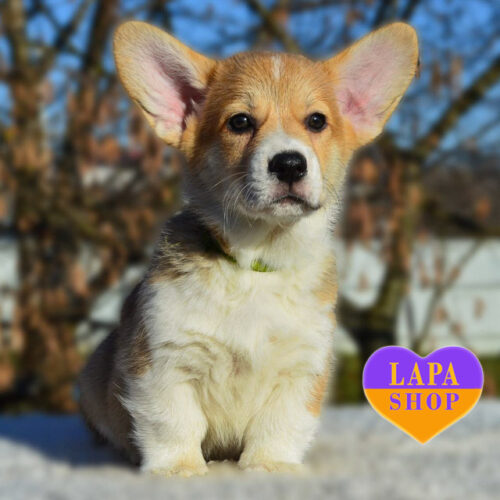 Grenka — Charming Boy of the Pembroke Welsh Corgi Breed