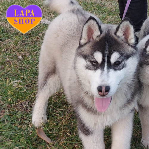 F'Good To Praise The Lord is a Black and White Siberian Husky Girl