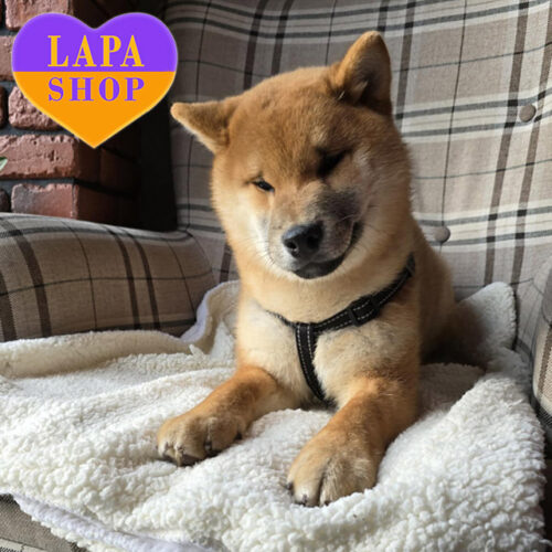 Hoshi — Handsome Shiba Inu Boy With a Fiery Red Coat